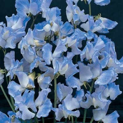 GROSZEK PACHNĄCY BLUE