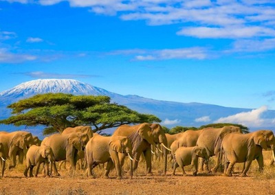 FOTOTAPETA 3d NA WYMIAR SŁONIE AFRYKA słoń WYBÓR