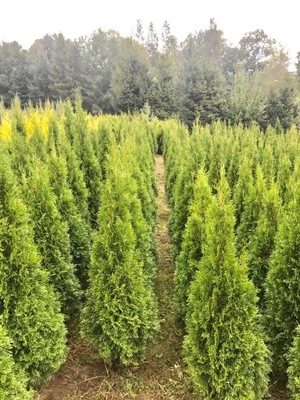 TUJA SZMARAGD THUJA SMARAGD 120-140cm 100szt