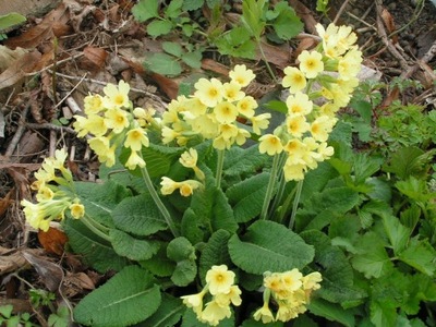 PIERWIOSNEK WYNIOSŁY - PRIMULA ELATIOR