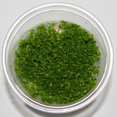 Hemianthus callitrichoides cuba- w żelu- akwa_fan