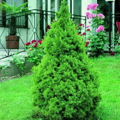 ŚWIERK CONICA 50 cm