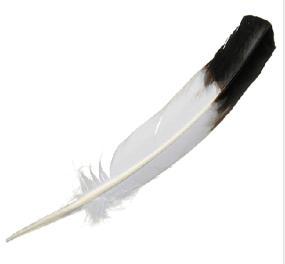 piórko GĘSIE białe z czarną końcówką 30 cm