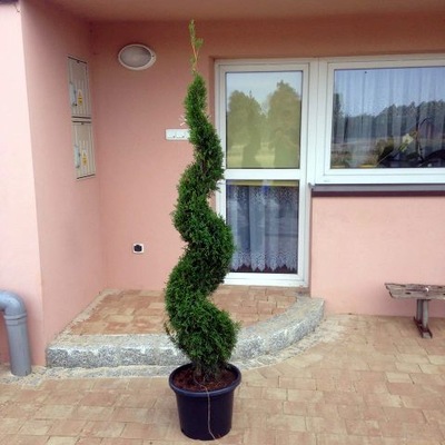 Tuja szmaragd wycięta w spiralę 170-180 cm