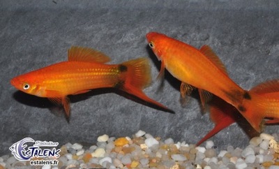 Ryba Mieczyk MIX odmian Xiphophorus