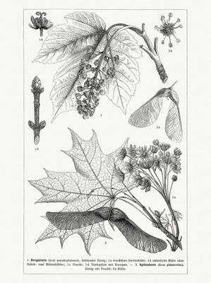 Botanika KLON kwiaty liście litografia 1905 r.