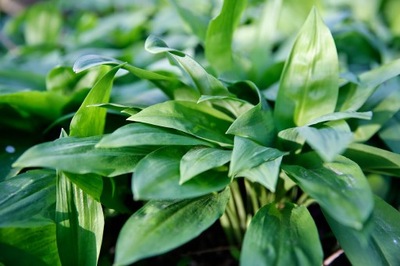 HIT CZOSNEK NIEDŹWIEDZI (ALLIUM URSINUM) 20 NASION