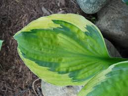 Hosta Captain's Adventure' - Funkia XL! NOWOŚĆ!