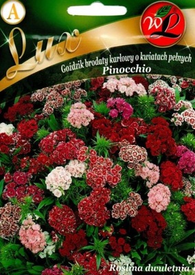 GOŹDZIK BRODATY PEŁNY KARŁOWY PINOCHIO 0,5 g 'LEGUTKO