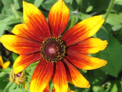 RUDBEKIA DWUBARWNA, RAJ DLA MOTYLI, KWITNIE 5 MIES