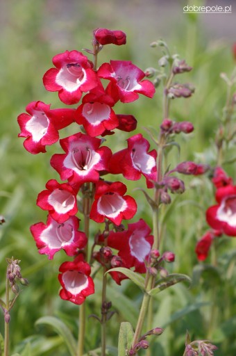 PENSTEMON HARTWEGO LOVELY FLOWERS MIX