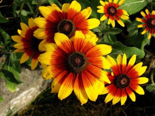 RUDBEKIA DWUBARWNA, RAJ DLA MOTYLI, KWITNIE 5 MIES
