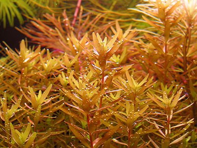 Rotala rotundifolia Red Breeding Białystok saxon4