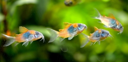 Кираса оранжевая венесуэльская рыба Corydoras venezuelanus