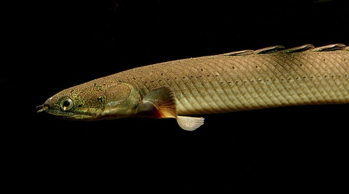 Рыба Polypterus senegalus Хищник