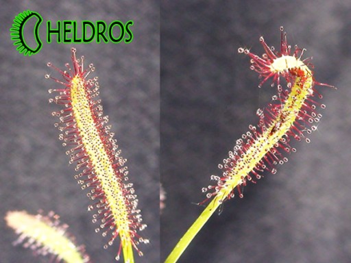 Росянка CAPENSIS Drosera - набор ХИТ, 100 семян