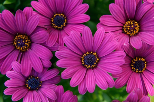 OSTEOSPERMUM FIOLETOWA BAJKA STOKROTKA .