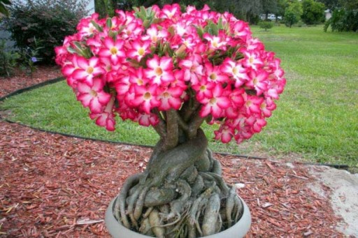 ДЛЯ БОНСАЙ ПУСТЫННАЯ РОЗА ADENIUM OBESUM ДЛЯ БОНСАЙ 3 СЕМЯНА