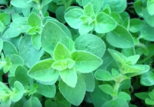 ОРГАНО - ORIGANUM VULGARE 400 СЕМЯН