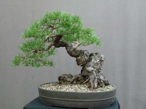 ДЛЯ БОНСАЙ ЧЕРНАЯ СОСНА (PINUS NIGRA S) - 20 СЕМЯН