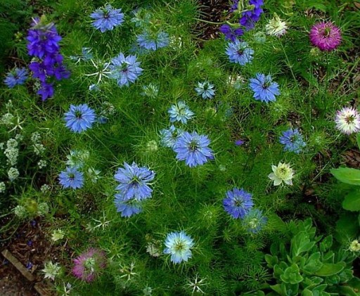 NIGELLA SATIVA NIGELLA 0,5 ГР СЕМЯН