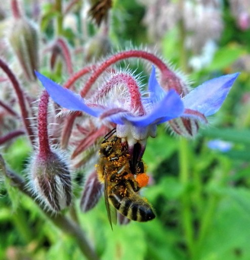 БОРАГО ОФИЦИНАЛИС (BORAGO OFFICINALIS) 50 СЕМЯН