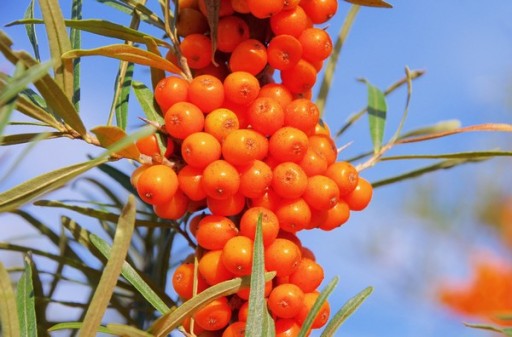 СУКА ОБЫКНОВЕННАЯ МОРСКАЯ HIPPOPHAE RAMNOIDES 50 СЕМЯН