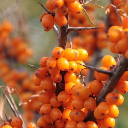 СУКА ОБЫКНОВЕННАЯ МОРСКАЯ HIPPOPHAE RAMNOIDES 50 СЕМЯН