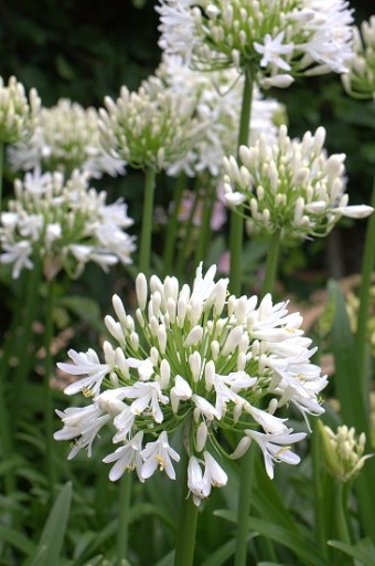 БЕЛАЯ АФРИКАНСКАЯ ЛИЛИЯ (AGAPANTHUS PRACOX ALBA) 5 СЕМЯН