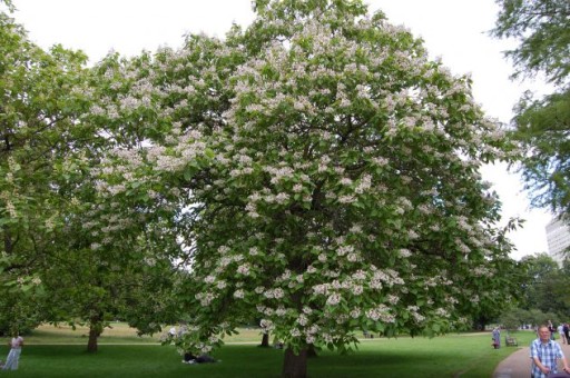 Catalpa BIGNONIOIDES 100 cm