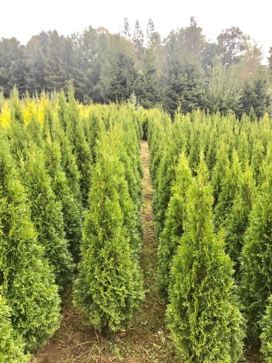 TUJA THUJA SZMARAGD 130-140cm DOSTAWA/TRANSPORT