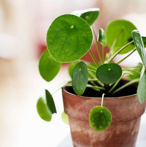 Pilea peperomioides - roślina pieniążek