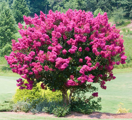 LAGERSTROEMIA INDICA MIX KOLORÓW 20 NASION