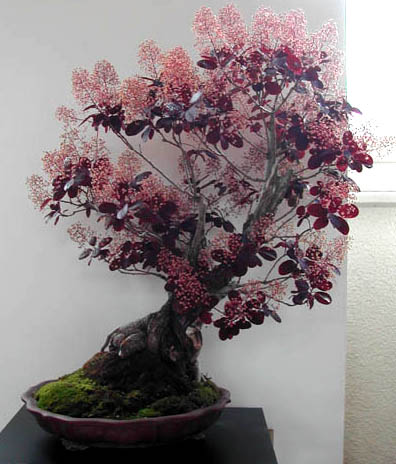 NA BONSAI PERUKOWIEC PODOLSKI (COTINUS COGGYGRIA) 40 NASION