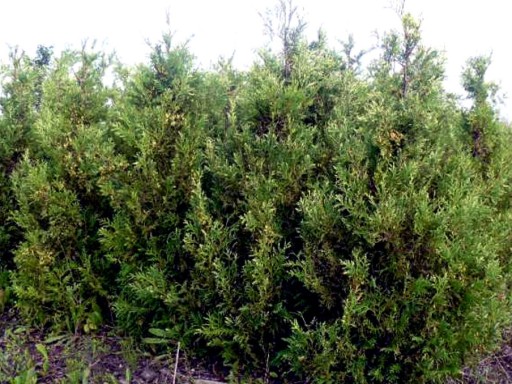 Tuja thuja LITOMYSL 30cm szybki wzrost W DONICZCE