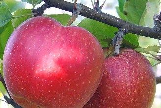 Яблоня Карликовая Описание Фото Отзывы